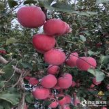 新品种苹果树苗哪里卖-哪里出售鲁丽苹果树苗-3公分苹果树哪里有