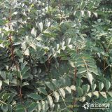 1公分花椒苗多少錢(qián)一棵 雙八花椒苗幾月栽種