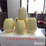 新品種蘋果樹苗哪里有-蜜脆蘋果樹苗基地價(jià)格-3-5公分蘋果樹