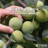 重庆青脆李子树苗哪里有卖