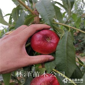 風(fēng)味天后油蟠桃樹苗 風(fēng)味天后油蟠桃樹苗種植與管理