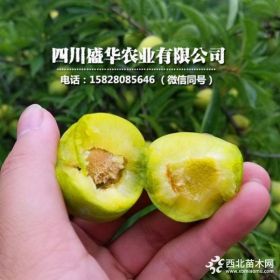 茂縣青脆李子樹苗價格及基地