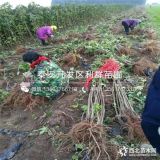 哪里有无花果树苗、无花果树苗品种介绍、无花果树苗价格多少