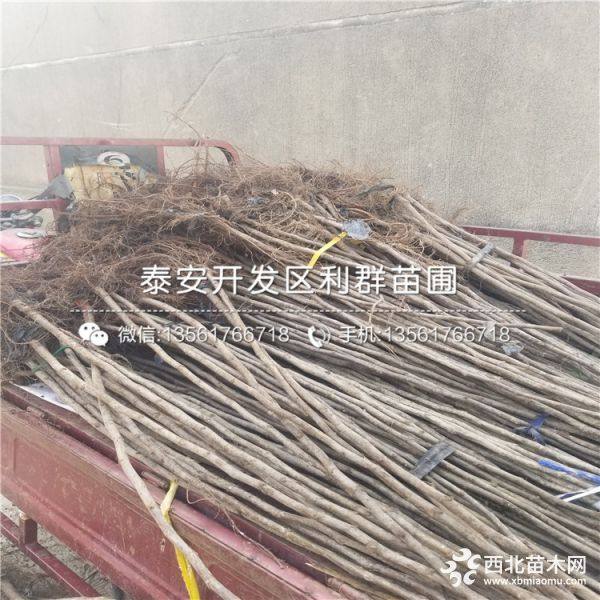 新品种无花果树苗、无花果树苗新品种、无花果树苗价格多少