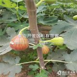 波姬紅無花果苗、山東波姬紅無花果苗、山東波姬紅無花果苗價(jià)格