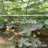 波姬红无花果树苗、波姬红无花果树苗价格