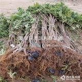 无花果树苗品种介绍、无花果树苗多少钱一棵