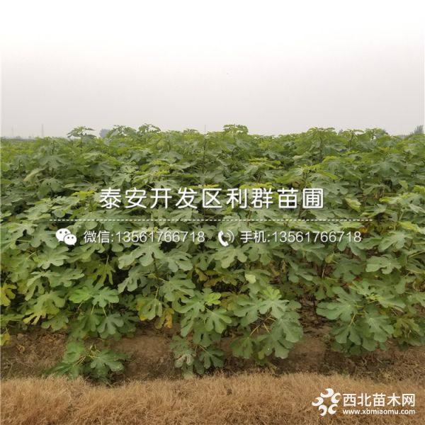 出售青皮无花果树苗、青皮无花果树苗价格、青皮无花果树苗基地