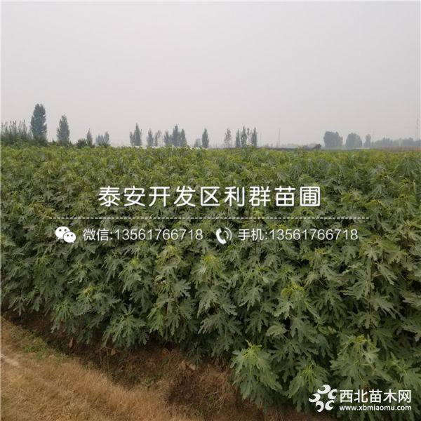 出售青皮无花果树苗、青皮无花果树苗价格、青皮无花果树苗基地