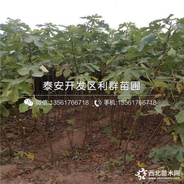 1公分波姬红无花果树苗、1公分波姬红无花果树苗多少钱一棵