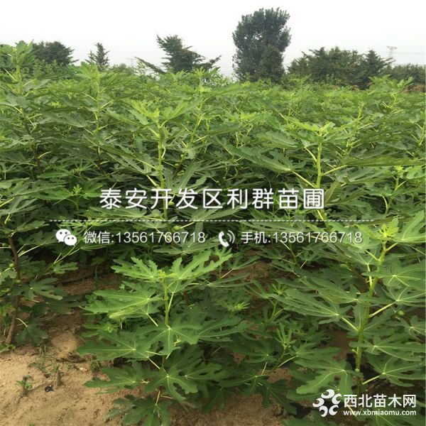 2019年芭劳奈无花果苗价格、芭劳奈无花果苗多少钱一棵