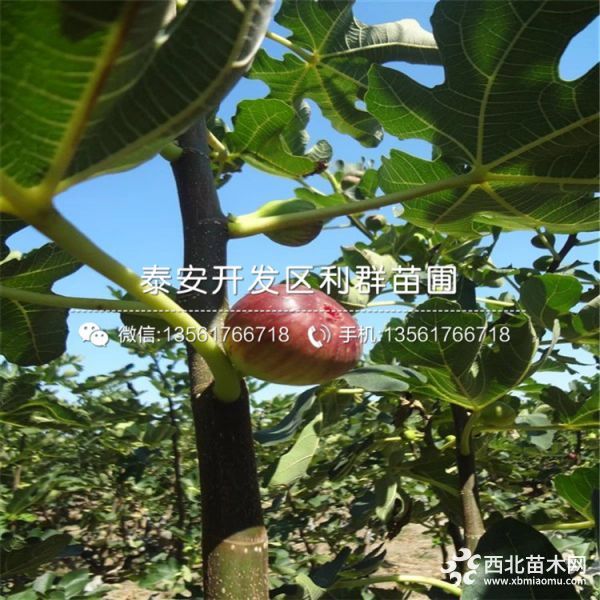 2019年芭劳奈无花果苗价格、芭劳奈无花果苗多少钱一棵