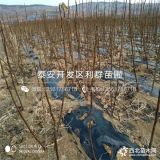 无花果树苗 山东无花果树苗 无花果树苗价格