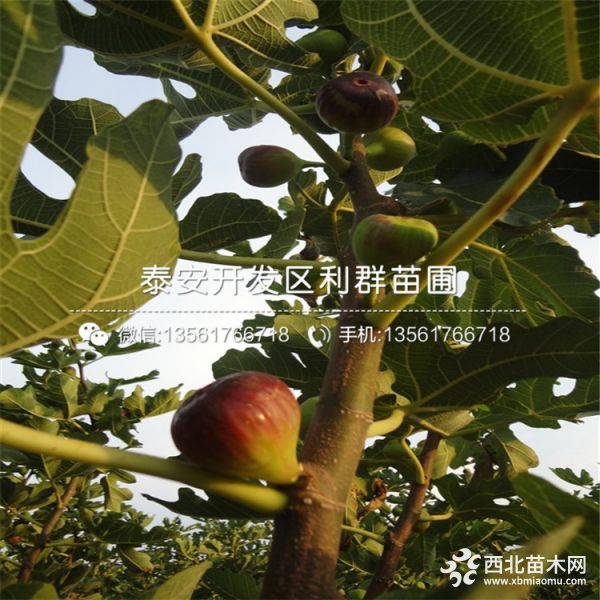 2019年芭劳奈无花果苗价格、芭劳奈无花果苗多少钱一棵