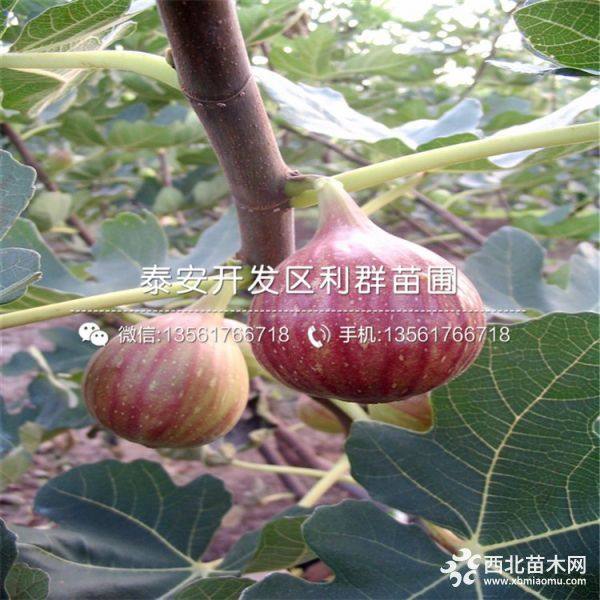 无花果苗、无花果苗价格、无花果苗多少钱一棵