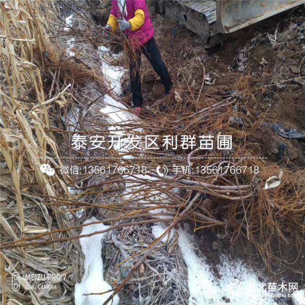 山东无花果树苗 山东无花果树苗价格及报价