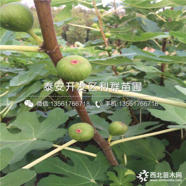 山东无花果树苗 山东无花果树苗价格及报价