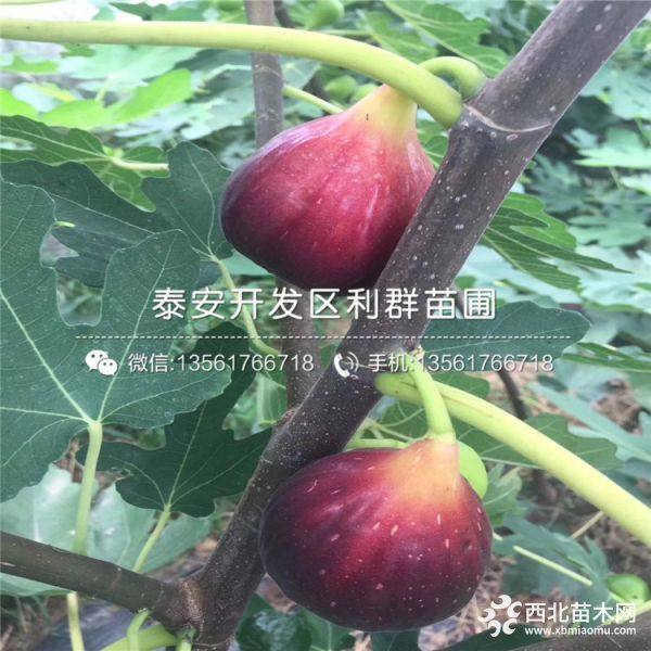 紫果無花果苗、新品種紫果無花果苗、紫果無花果苗價格多少