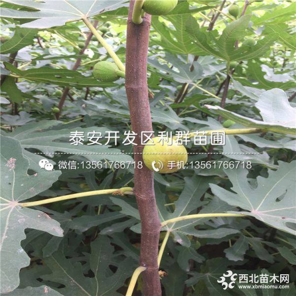 无花果苗 无花果苗价格 无花果苗出售