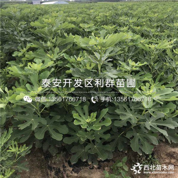 2019年无花果苗价格 无花果苗多少钱一棵