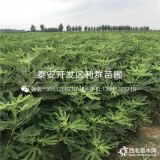 无花果苗、无花果苗价格、无花果苗批发