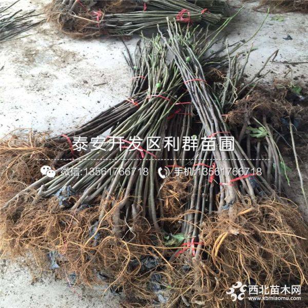 青皮无花果树苗品种介绍、青皮无花果树苗多少钱一棵