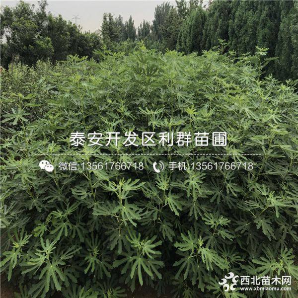 無花果樹苗價格 無花果樹苗多少錢一棵