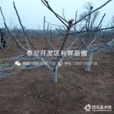 无花果苗、无花果苗价格、无花果苗新品种