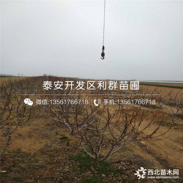 无花果苗、无花果苗价格、无花果苗新品种