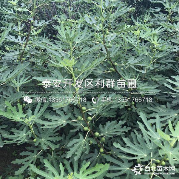 哪里有青皮无花果树苗出售、今年青皮无花果树苗价格是多少