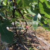 2019年无花果树苗、无花果树苗品种介绍、无花果树苗价格多少