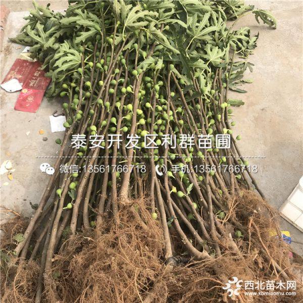 紫果无花果树苗、紫果无花果树苗多少钱一棵