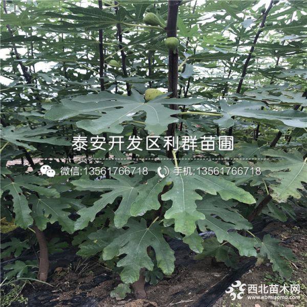 2019年無花果苗、無花果苗新品種、無花果苗價(jià)格多少