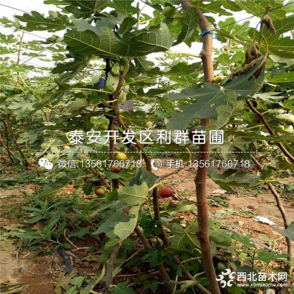 山东无花果苗 山东无花果苗批发