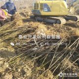 山东无花果树苗 无花果树苗价格 无花果树苗基地