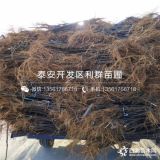 波姬红无花果树苗、波姬红无花果树苗价格、波姬红无花果树苗基地