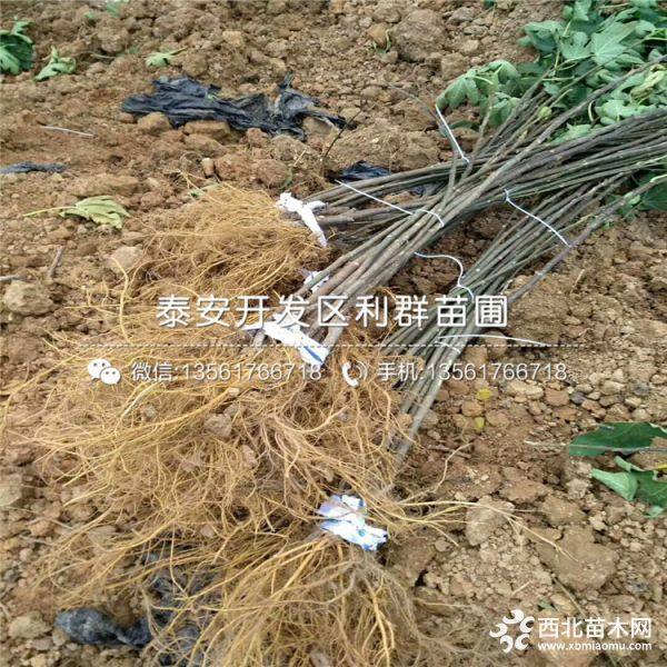 波姬红无花果树苗、波姬红无花果树苗价格、波姬红无花果树苗基地