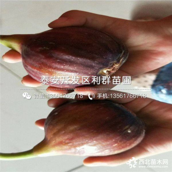 贵州无花果树苗、贵州无花果树苗价格、贵州无花果树苗基地