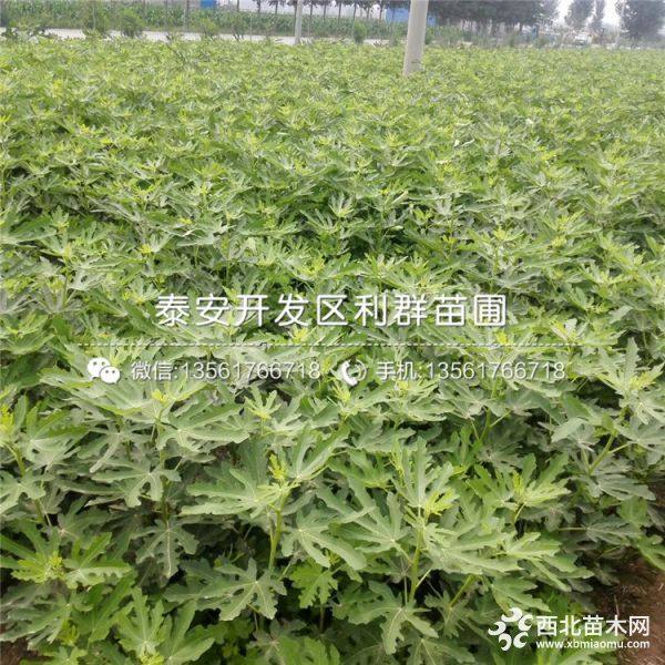 贵州无花果树苗、贵州无花果树苗价格、贵州无花果树苗基地