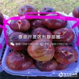 浙江无花果苗、浙江无花果树苗、浙江无花果树苗价格