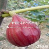 山东无花果苗、无花果苗价格、无花果苗基地