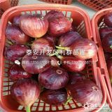 哪里有无花果树苗出售、无花果树苗多少钱一棵