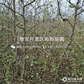 山东枣树苗 山东枣树苗价格多少 山东枣树苗基地、