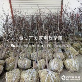 枣树苗批发价格 枣树苗多少钱一棵、