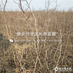 枣树苗 枣树苗出售 枣树苗基地、