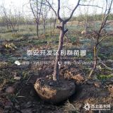 贵州枣树苗、贵州枣树苗价格、贵州枣树苗基地