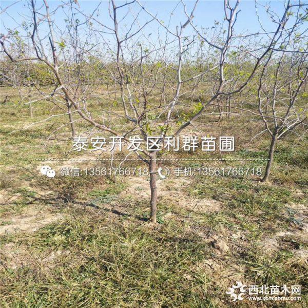 貴州棗樹苗、貴州棗樹苗價格、貴州棗樹苗基地