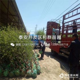 2公分枣树苗 2公分枣树苗价格多少 2公分枣树苗基地、