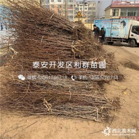 枣树苗 枣树苗多少钱一棵 枣树苗价格、