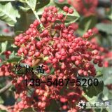 獅子頭花椒苗-嫁接花椒樹(shù)苗-2公分3公分花椒苗價(jià)格